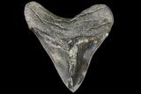 Serrated, Fossil Megalodon Tooth - Georgia #76468-1